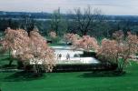 Cherry Blossoms, Tree, Potomac River