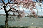 Cherry Blossoms, Tree, Potomac River, CONV05P02_18
