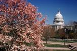 Cherry Blossoms, Tree, United States Capitol, CONV05P02_19