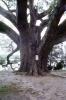 The Angel Oak, Middleton Oak Tree, 1950s, COSV01P01_04