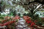 Garden, moss, flowers, Charleston, 1950s, COSV01P01_06