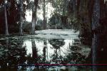 Footbridge, reflection, swamp, Magnolia Plantation, Charleston, Thomas Drayton, wetlands, COSV01P04_01