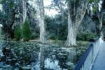 Footbridge, reflection, swamp, Magnolia Plantation, Charleston, Thomas Drayton, wetlands