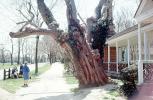 Giant Front Yard Tree, sidewalk, house, building, 1950s