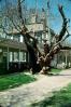 Giant Front Yard Tree, sidewalk, house, building, COVV02P01_16
