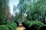 Boxwood, gardens, path, pathway, walkway, weeping willow, trees, COVV03P04_06