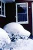 Window, Snowy Bush, Cold