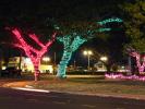 Lighted Trees, Lihue, CPHD01_114