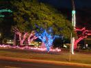 Lighted Trees, Lihue, CPHD01_115