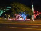 Lighted Trees, Lihue, CPHD01_121