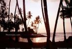 palm tree, sunset, pacific ocean, CPHV01P05_13