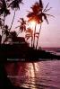 palm tree, sunset, pacific ocean