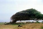 wind blown tree