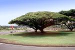 Amazing Tree, CPHV02P02_03