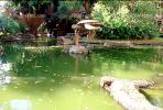pond, turtle, water, garden, trees
