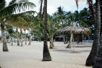 palm trees, beach, sand