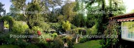 Backyard, lush, plants, jungle, Panorama, CSBD01_286