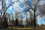 Central Park, trees, CSCD02_109