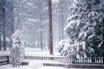 Big Bear, Trees, Snowing, Snow, Cold, Ice, CSCV03P06_10