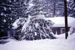 Big Bear, Cabin, Home, House, Snow, Cold, Ice