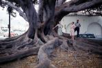 Huge banyan Tree, Roots, 1950s
