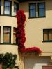 The Letter-L, Bougainvillea, flowers, building, home, house, residential, Pacific Heights, Pacific-Heights, CSFD02_023
