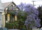 Purple tree, building, home, house, ivy, CSFD06_263