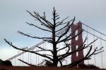 Spindly Bare Tree and the North Tower of the Golden Gate Bridge in Marin County