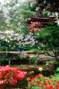 Hakone Japaneses Tea Garden, golden Gate Park, Blossoms, CSFV09P10_09