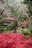 Blossoms, Hakone Japaneses Tea Garden, golden Gate Park, CSFV09P10_10.1742