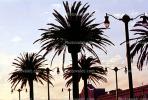 South Beach palm trees