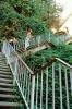 Filbert Street Steps, Telegraph Hill, Staircase, Stairs, Jungle, CSFV16P14_17
