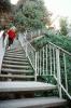 Filbert Street Steps, Telegraph Hill, Staircase, Stairs, Jungle, CSFV16P14_19