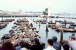 Harbor Seals, Pier-39, Docks, Forbes Restaurant, CSFV16P15_11