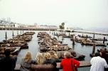Pier-39, Docks, Harbor Seals, sea lion