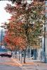 fall colors, Autumn, Trees, Vegetation, Flora, Plants, Exterior, Outdoors, Outside, Curb, Sidewalk, Parked Car, CSFV17P04_06