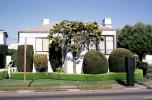 Home, House, Bushes, Garden, Trees, Manicured, Pacific-Heights, CSFV19P02_11