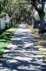 Bay Street sidewalk, Tree Shadow