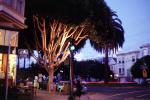 Guerrero Street, tree, traffic light