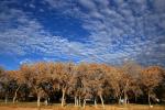 Clouds, Trees, along the Rio Grande River, Albuquerque, CSMD01_053