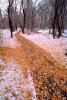 Path, Walkway, woods, CSMV01P07_13.0754