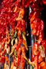 Ristra, Hanging Chili Pepper Pods