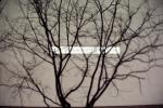 Bare Tree, Shadow, CSMV02P07_15