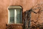 Window, wall, ivy, CSMV02P07_16