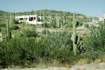 Cactus, home, house