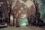 Trees Covered in Snow, snow storm, Nighttime, winter, cars, street