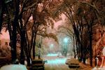 Trees Covered in Snow, snow storm, Nighttime, winter, cars, street, CSNV01P13_14.0897