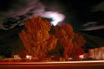 Trees, Moonglow, Eureka, CSNV02P10_05.0897