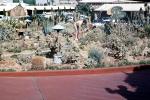 Desert Inn Cactus Garden, 1958, 1950s, CSNV06P04_16