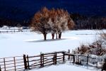 Fence, snow, ice, cold, gate, CSOV01P09_03.0897